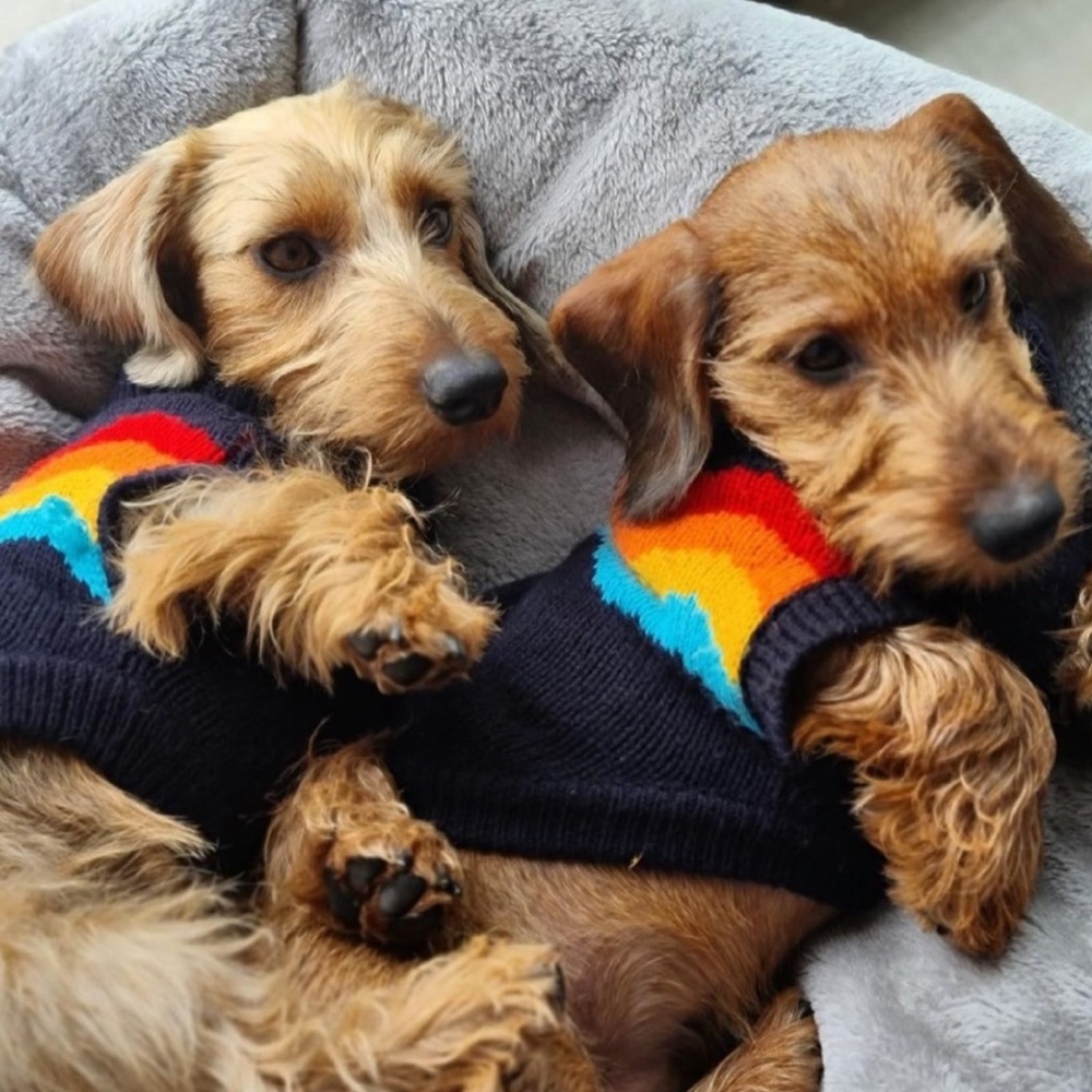 🐾 GF PET Authentic Multicolor Summit Sweater